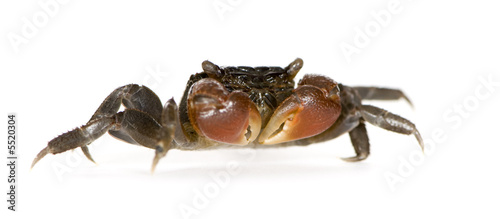 red-clawed crab - Perisesarma bidens