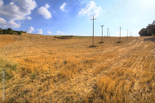 Campo di grano ,con pali della linea elettrica photo