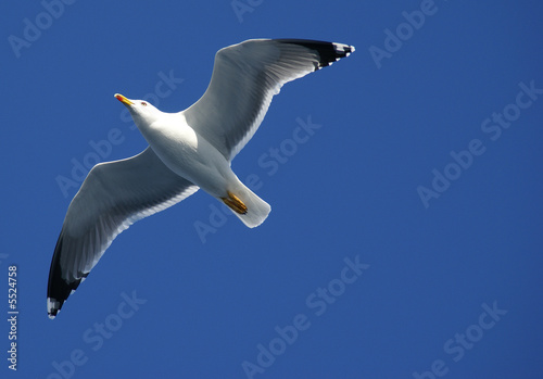 oiseau