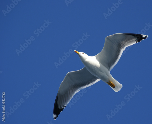 oiseau