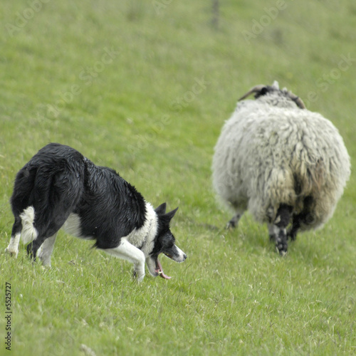 Border Collie Herding Sheep