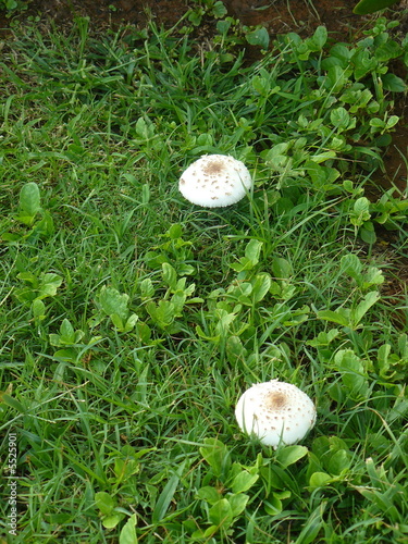 mushrooms small hat (Agaricus bisporis) photo