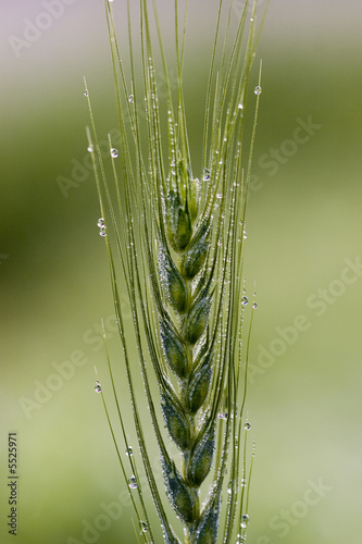 Green corn with drops