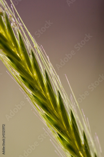 Close up of green corn