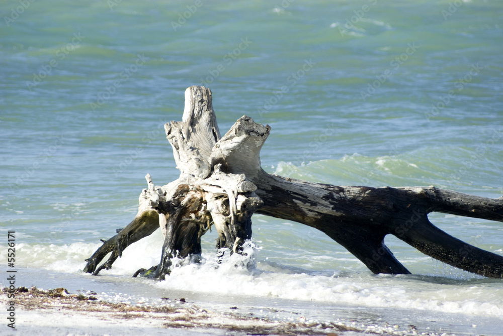 old driftwood