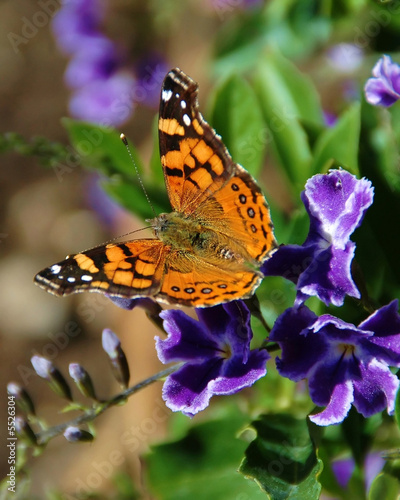 Butterfly on Flower #5526304