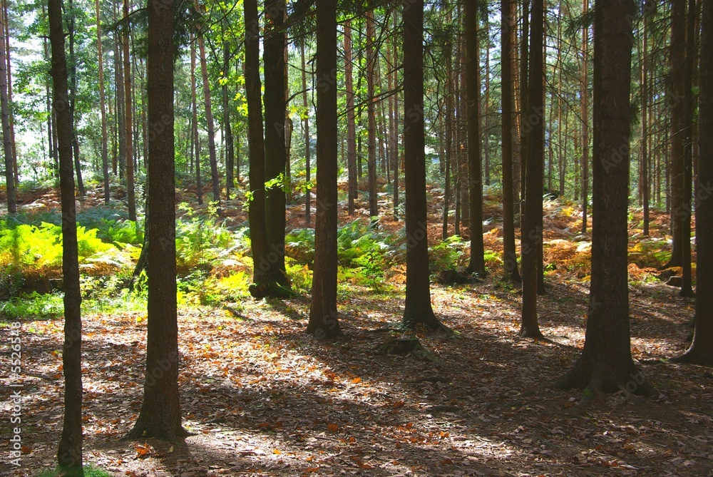 Fototapeta premium Wald 02