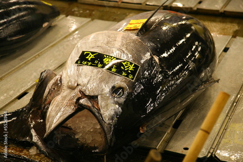 Blue Fin Tuna, Tsukiji Market, Japan, Auction