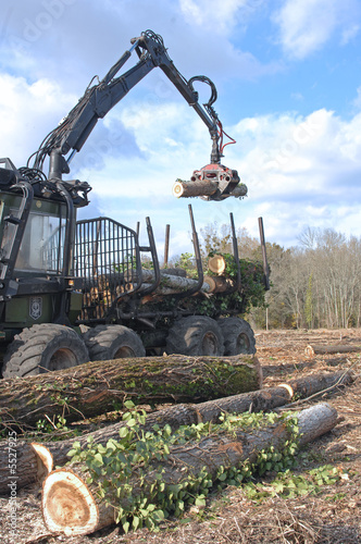 travaux forestier