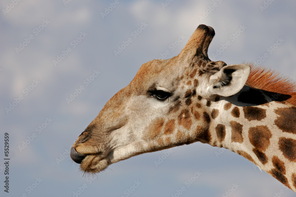 Obraz premium Giraffe (Giraffa camelopardalis) portrait