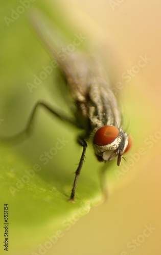fly head