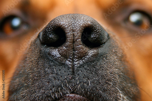 nose of the dog