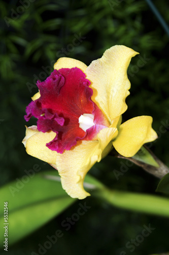 Cattleya, Orchidee photo