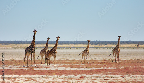 Herd of giraffes in african savanna, Etosha N.P., Namibia © Dmitry Pichugin