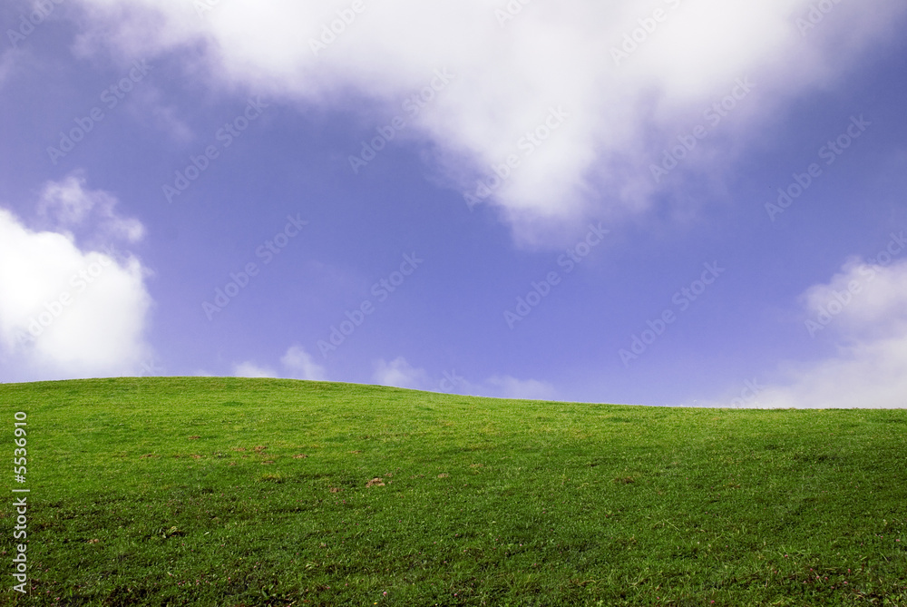 Fototapeta premium Wiese