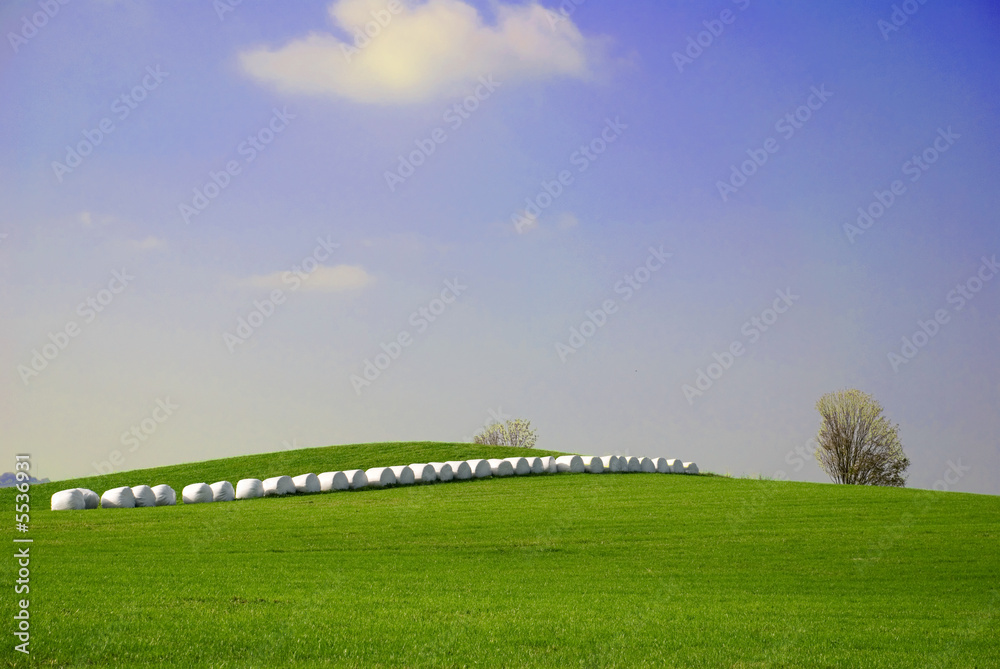 Weide Stock-Foto | Adobe Stock