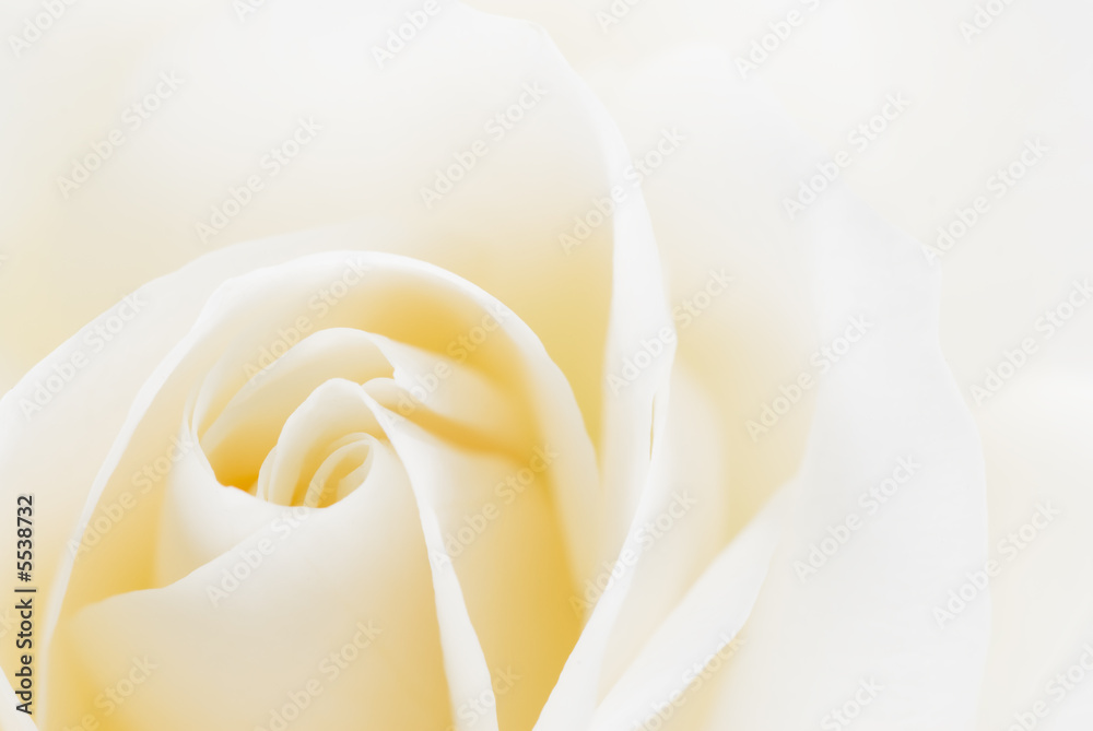 Obraz premium beautiful white rose