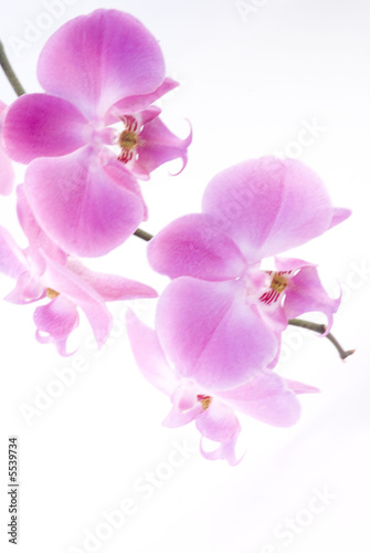 Fototapeta Naklejka Na Ścianę i Meble -  Orchid