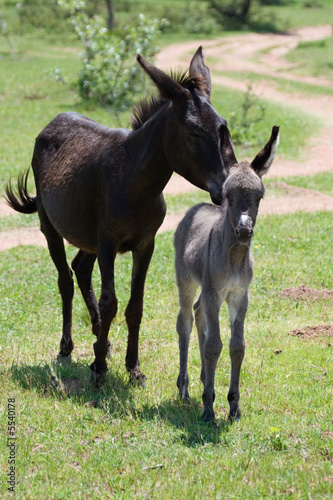 Loving family of donkeys  running on the field  Equus asinus