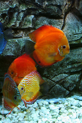 red fishes in aquarium #5542180