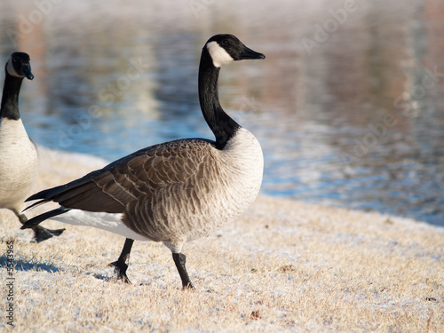 Goose Walking in Snow