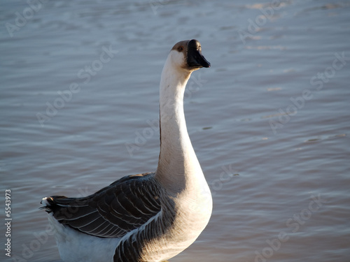 Exotic Goose Stare