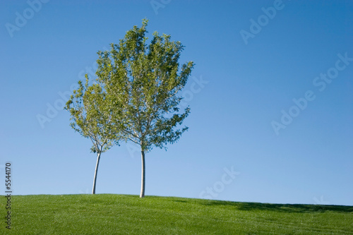 Tree on an open green grass field