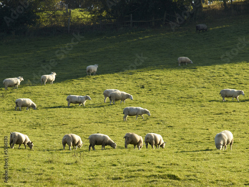 Flock or herd of sheep grazing in field in the countryside.