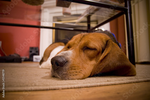 Canvas-taulu A cute beagle puppy sleeping on the floor in the living room.