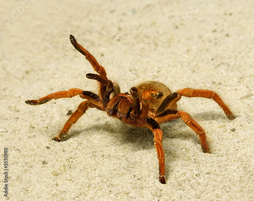 Spider ( Brachypelma boehmei ). Russia, Voronezn, terrarium.