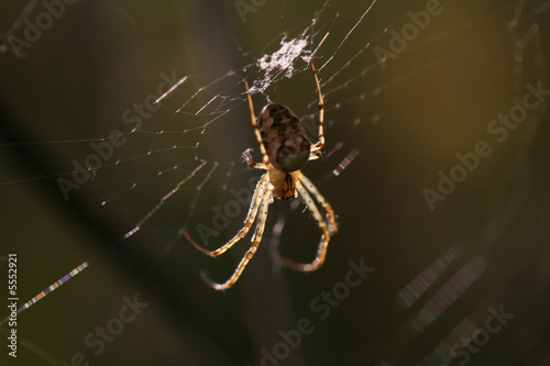 Spinnennetz im Gegenlicht © Martina Berg