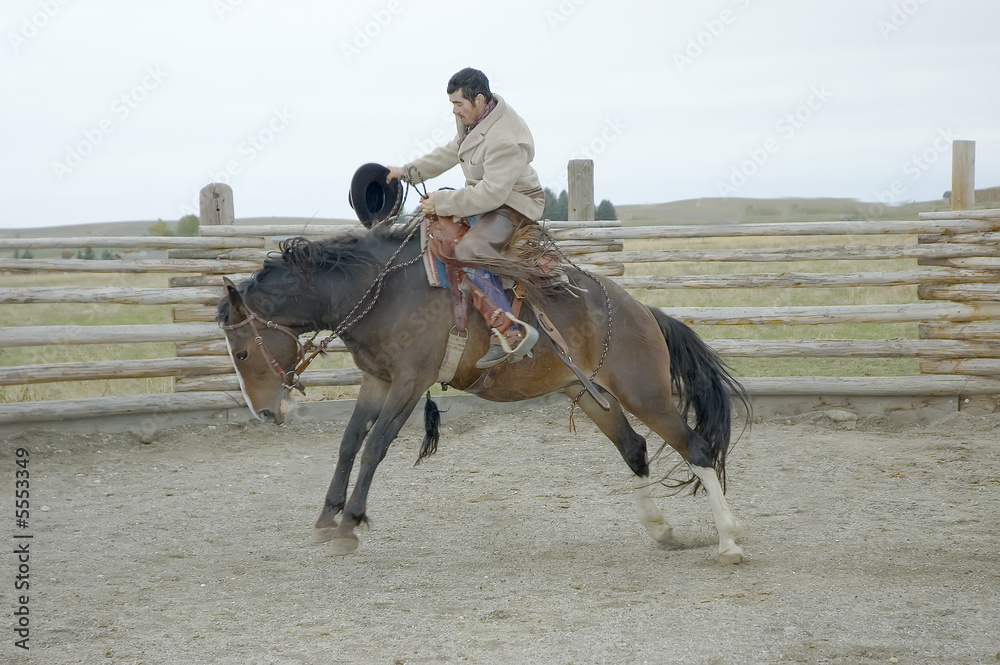 Cowboy breaking wild horse, Montana horse ranch Cowboy breaking wild horse, Montana horse ranch