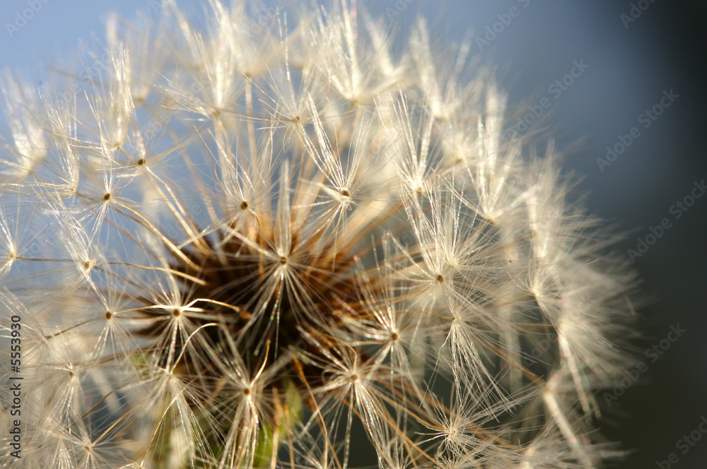 Dandelion Macro Shot Dandelion Macro Shot