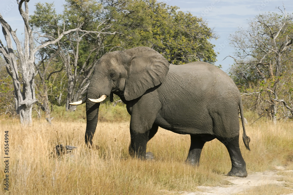 Elefantenbulle im Moremi Nationalpark