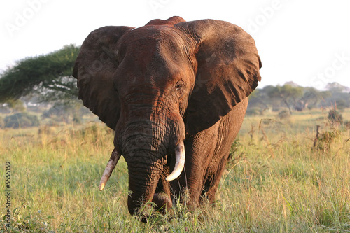canvas print motiv - biamiti : Elefantenbulle in der Serengeti Steppe