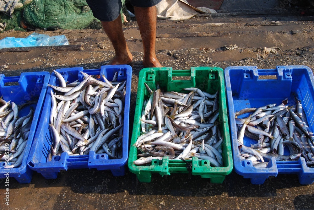 Obraz premium Fish in blue box on market in porto