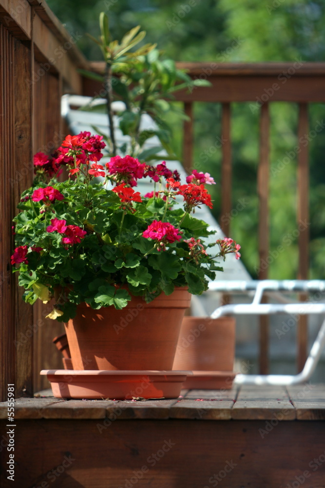 Geranium on Porch