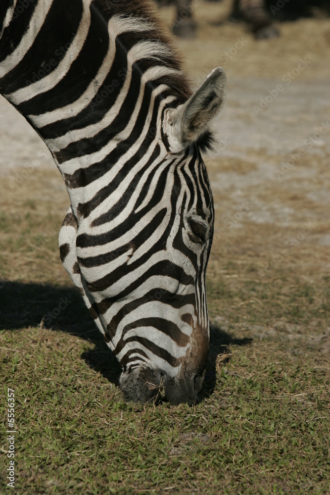 ZEBRA AT THE ZOO ZEBRA AT THE ZOO