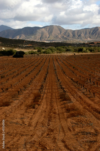 Vineyard in the Valle de Guadalupe, Mexico