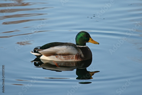 The Mallard (Anas platyrhynchos), the wild duck