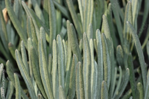 Fleshy plant close-up