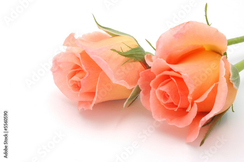 Tableau sur toile Salmon pink rosebuds