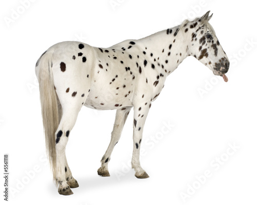 Appaloosa horse