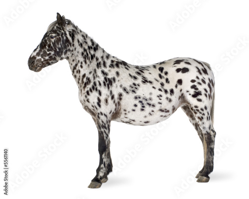 Appaloosa horse © Eric Isselée