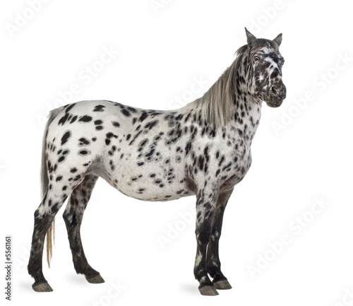 Appaloosa horse