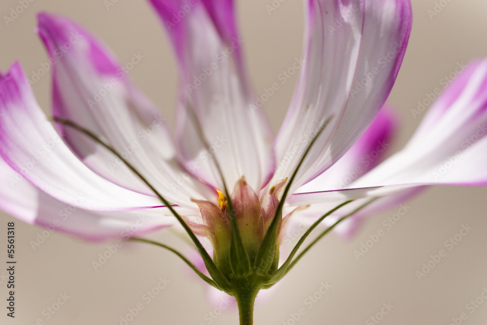 Close-up white and purple flower