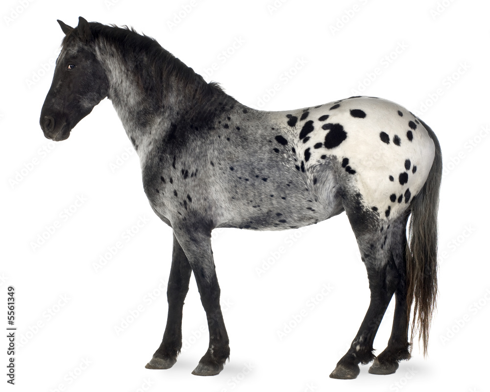 Fototapeta premium Appaloosa horse