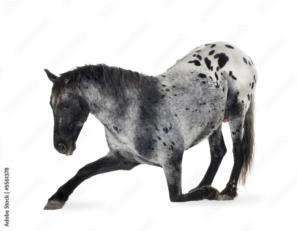Naklejka premium Appaloosa horse