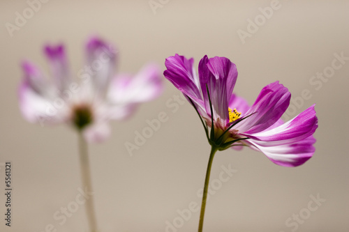 Close-up of beautiful purple flower