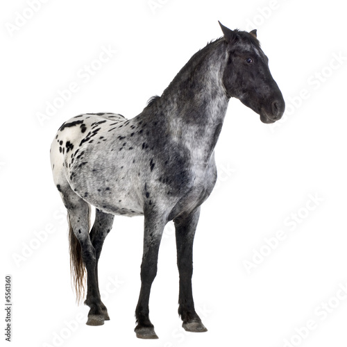 Appaloosa horse